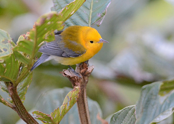 ZITRONENWALDSÄNGER, PROTHONOTARY WARBLER, PROTONOTARIA CITREA
