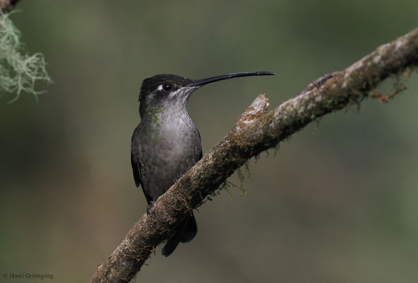 TALAMANCA-KOLIBRI, ADMIRABLE HUMMINGBIRD, EUGENES SPECTABILIS