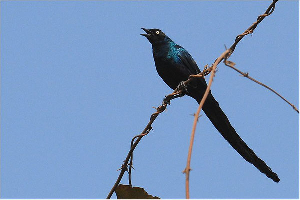 LANGSCHWANZGLANZSTAR, LONG-TAILED GLOSSY STARLING, LAMPROTORNIS CAUDATUS