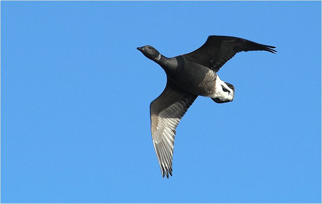 RINGELGANS, BRENT GOOSE, BRANTA BERNICLA