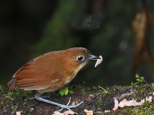 Gelbbrust-Ameisenpitta, Yellow-breasted Antpitta - Grallaria flavotincta