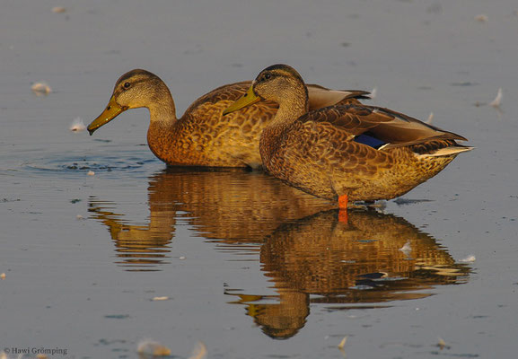 STOCKENTE, MALLARD, ANAS PLATYRHYNCHOS