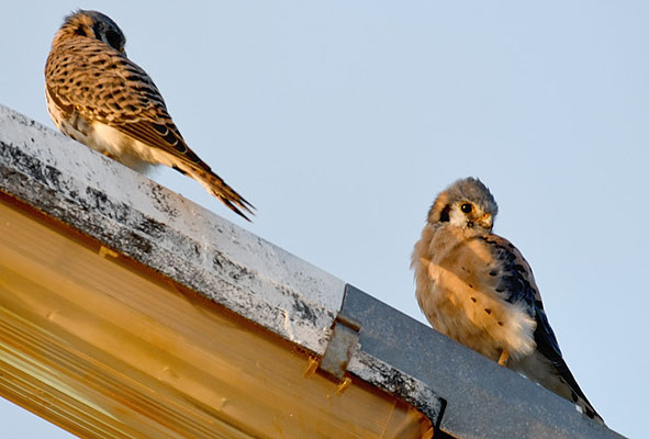BUNTFALKE, AMERICAN KESTREL, FALCO SPARVERIUS - CURACAO