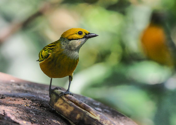 SILBERKEHLTANGARE, SILVER-THROATED TANAGER, TANGARA ICTEROCEPHALA