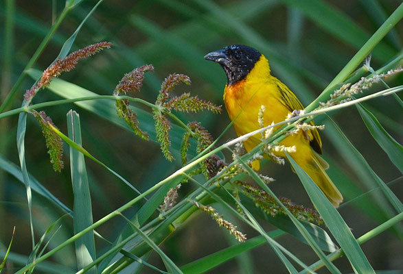 SCHWARZKOPFWEBER, BLACK-HEADED WEAVER, PLOCEUS MELANOCEPHALES