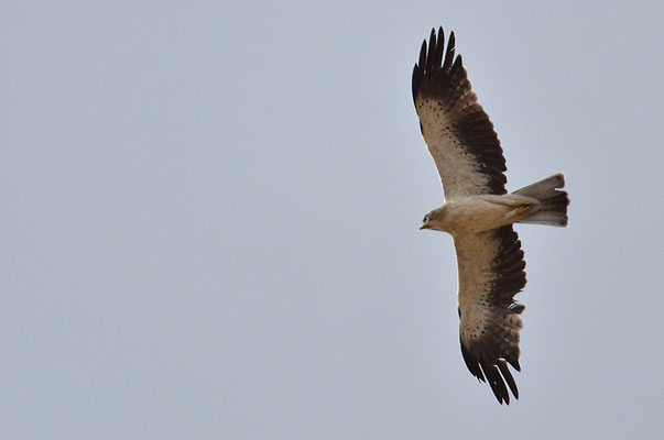 ZWERGADLER, BOOTED EAGLE, AQUILA PENNATA