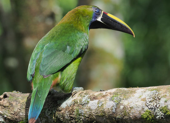 LAUCHARASSARI, EMERALD TOUCANET, AULACORHYNCHUS PRASINUS