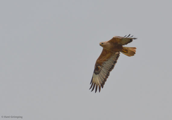 Adlerbussard, Long-legged buzzard, Buteo rufinus