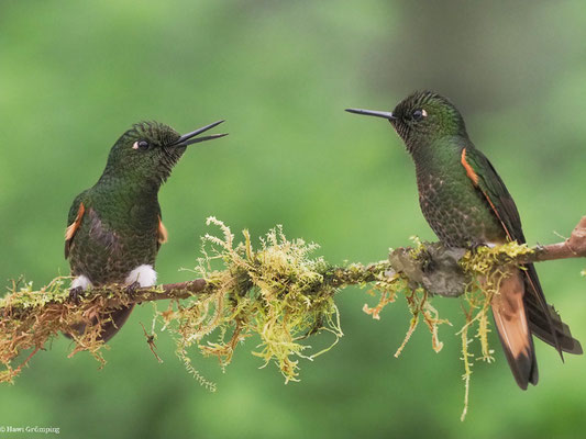 FAHLSCHWANZKOLIBRI, BUFF-TAILED CORONET - BOISSONNEAUA FLAVESCENS