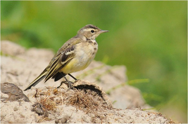 GEBIRGSSTELZE, GREY WAGTAIL, MOTACILLA CINEREA