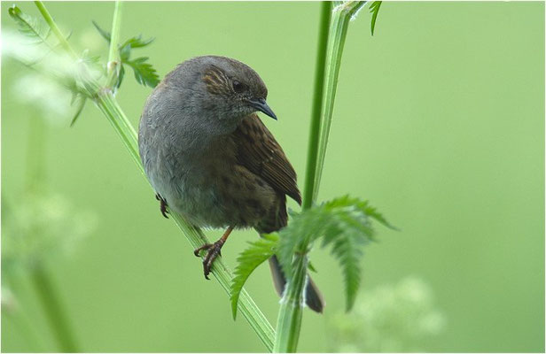 HECKENBRAUNELLE, DUNNOCK, PRUNELLA MODULARIS