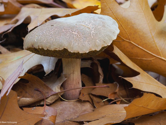 Gemeiner Rotfußröhrling  - Xerocomus chrysenteron