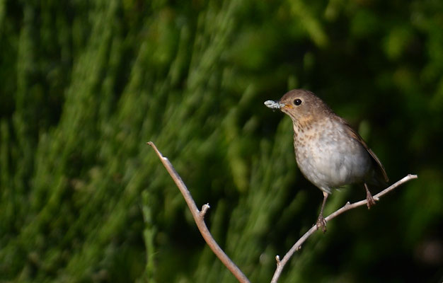 ZWERGDROSSEL, SWAINSON´S TRUSH, CATHARUS USTULATUS
