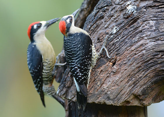 SCHLÄFENFLECKENSPECHT, BLACK-CHEEKED WOODPECKER, MELANERPES PUCHERANI