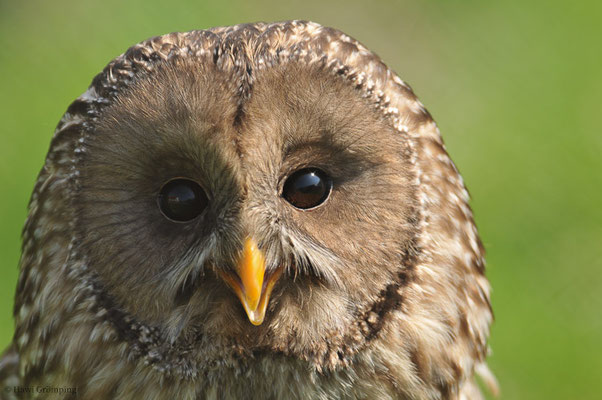 HABICHTSKAUZ, URAL OWL, STRIX URALENSIS