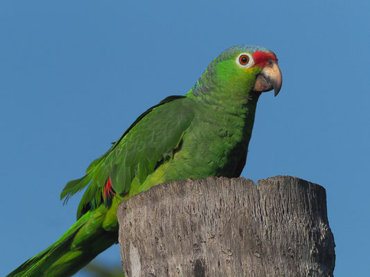 GELBWANGENAMAZONE, RED-LORED PARROT, AMAZONA AUTUMNALIS