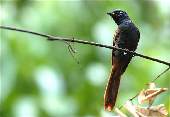 GRAUBRUST-PARADIESSCHNÄPPER, AFRICAN PARADISE FLYCATCHER, TERPSIPHONE VIRIDIS