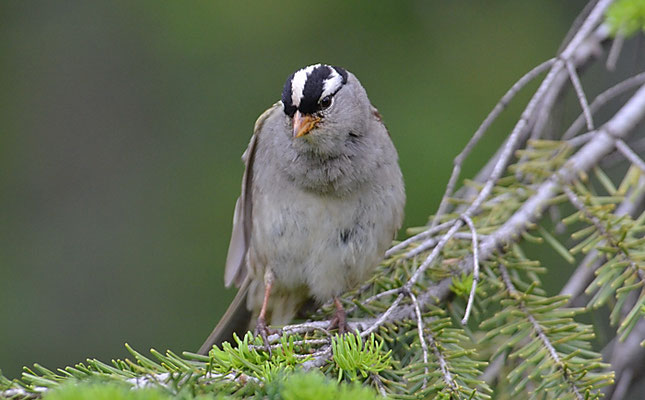 DACHSAMMER, WHITE-CROWNED SPARROW, ZONOTRICHIA LEUCOPHRYS