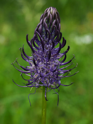 Schwarze Teufelskralle (Phyteuma nigrum)