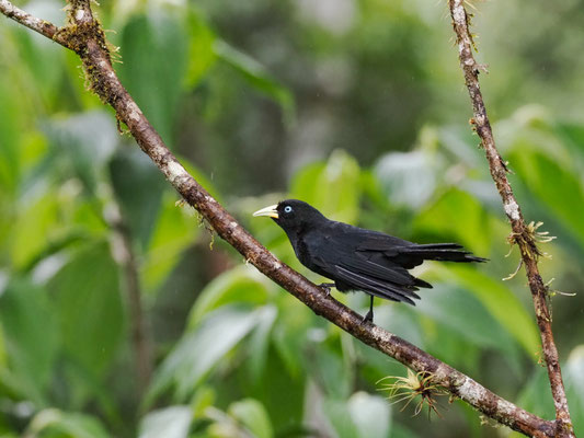 SCHARLACHBÜRZELKASSIKE, SCARLET-RUMPED CACIQUE - CACICUS UROPYGIALIS