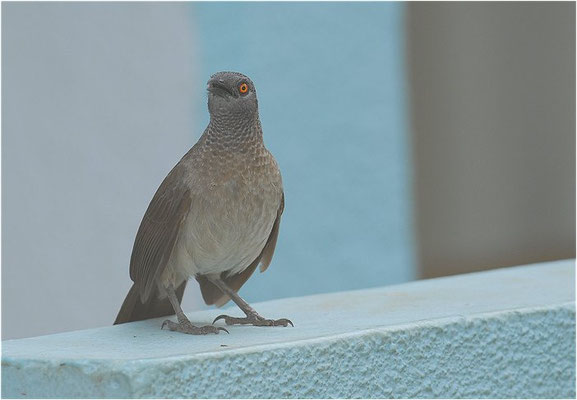 SCHUPPENDROSSLING, BROWN BABBLER, TURDOIDES PLEBEJUS