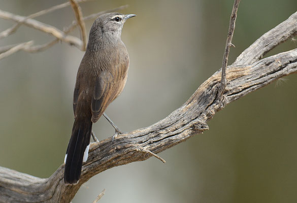 KARRUHECKENÄNGER, KAROO SCRUB ROBIN, CERCOTRICHAS CORYPHOEUS