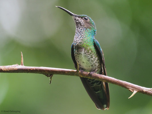 WEISSNACKENKOLIBRI, WHITE-NECKED JACOBIN, FLORISUGA MELLIVORA