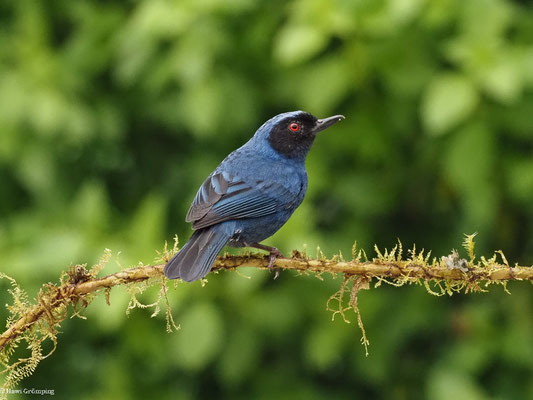 MASKENHAKENSCHNABEL, MASKED FLOWERPIERCER - DIGLOSSA CYANEA