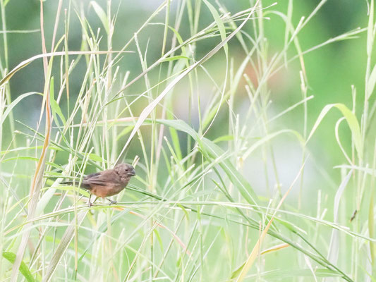 Braunbauchspelzer, Chestnut-bellie Seed-Finch - Sporophila angolensis