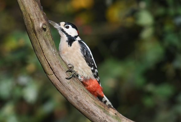 BUNTSPECHT, GREAT SPOTTED WOODPECKER, DENDROCOPOS MAJOR