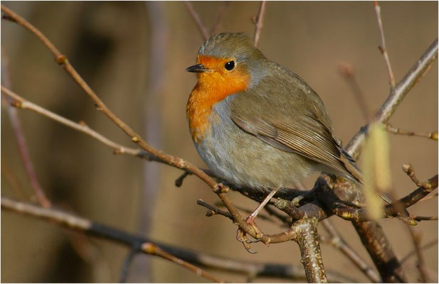 ROTKEHLCHEN, ROBIN, ERITHACUS RUBECULA