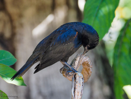 BRAUNSCHULTERSTÄRLING, TAWNY-SHOULDERED BLACKBIRD, AGELAIUS HUMERALIS 