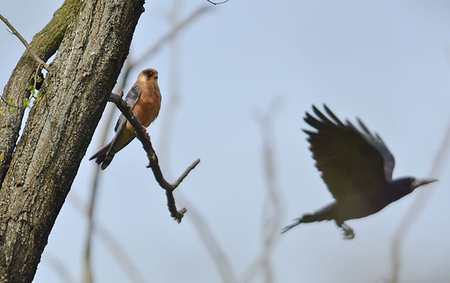 ROTFUSSFALKE, RED-FOOTED FALCON, FALCO VESPERTINUS