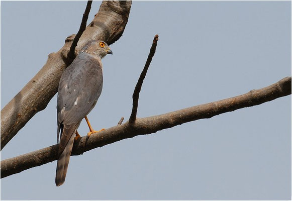 SHIKRA, SHIKRA, ACCIPITER BADIUS 