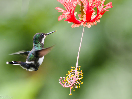 Grüne Fadenelfe, Green Thorntail - Discosura conversii