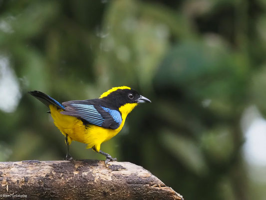 BLAUFLÜGEL-BERGTANGARE, BLUE-WINGED MOUNTAIN-TANAGER - ANISOGNATHUS SOMPTUOSUS