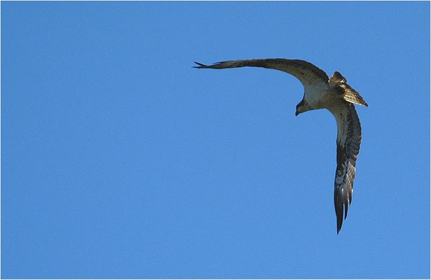 FISCHADLER, OSPREY, PANDION HALIAETUS