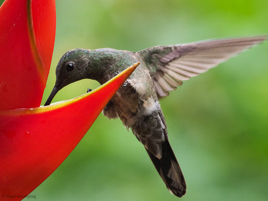 SCHUPPENBRUSTKOLIBRI, SCALY-BREASTED HUMMINGBIRD, PHAEOCHROA CUVIERII