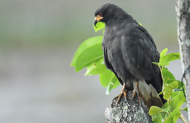 SCHNECKENWEIH, SNAIL KITE, ROSTRHAMUS SOCIABILIS