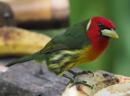 Andenbartvogel, Red-headed barbet, Eubucco bourcierii
