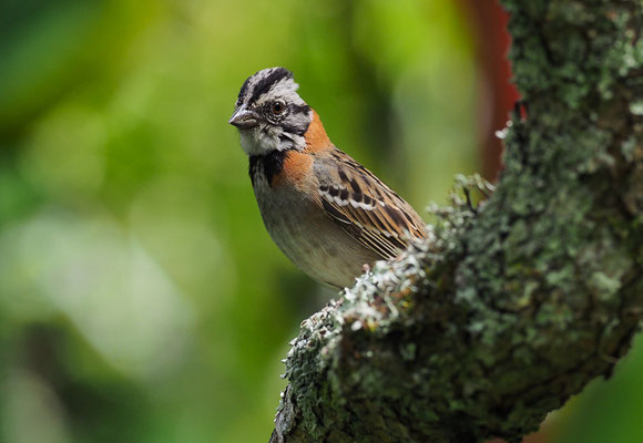 MORGENAMMER, RUFOUS-COLLARED SPARROW, ZONOTRICHIA CAPENSIS