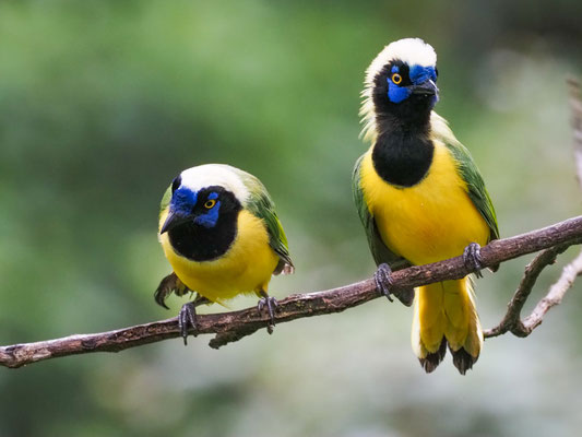GRÜNHÄHER, GREEN JAY - CYANOCORAX YNCAS