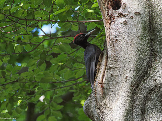 SCHWARZSPECHT,  BLACK WOODPECKER, DRYOCOPUS MARTIUS