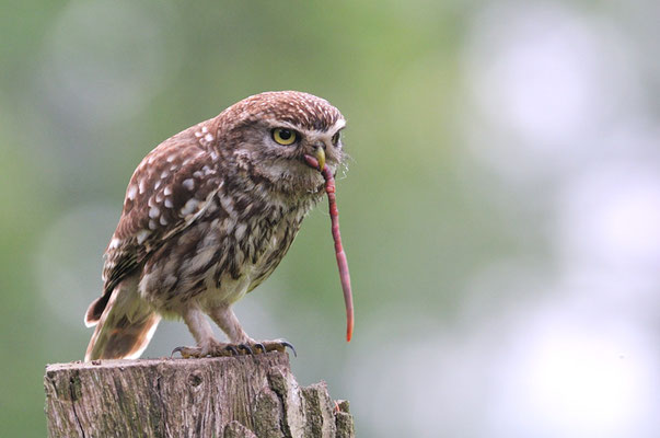STEINKAUZ, LITTLE OWL , ATHENE NOCTUA