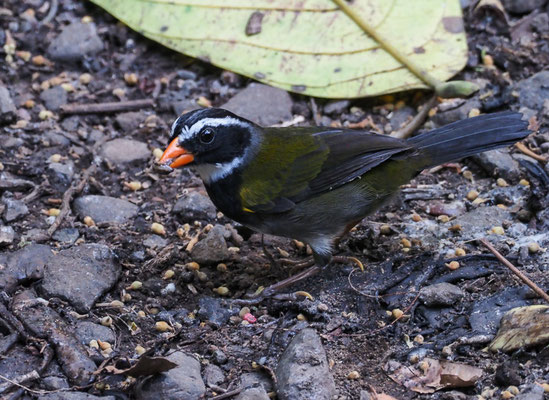 GOLDSCHNABEL-RUDERAMMER, ORANGE-BILLED SPARROW, ARREMON AURANTIIROSTRIS
