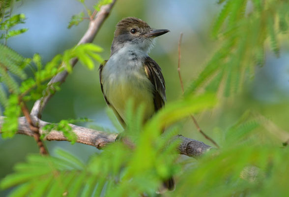 BRAUNSCHOPFTYRANN, BROWN-CRESTED FLYCATCHER, MYIARCHUS TYRANNULUS