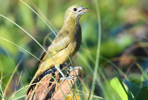 PALMENTANGARE, PALM TANAGER, THRAUPIS PALMARUM
