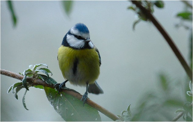 BLAUMEISE, BLUE TIT, CYANISTES CAERULEUS