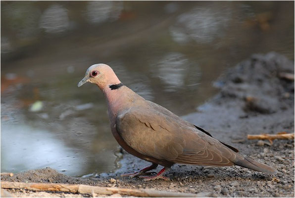 HALBMONDTAUBE, RED-EYED DOVE, STREPTOPELIA SEMITORQUATA