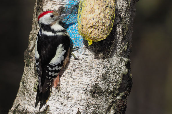 MITTELSPECHT, MIDDLE-SPOTTED WOODPECKER
